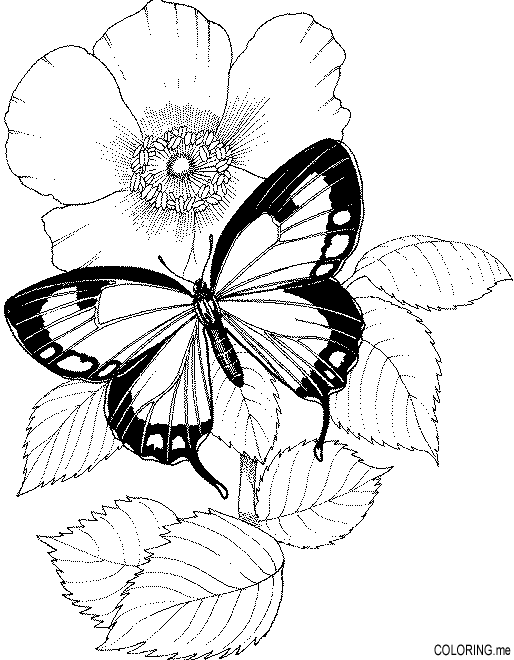 Coloring page : Butterfly and flower - Coloring.me