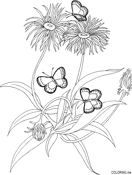 dandelion coloring pages - photo #5
