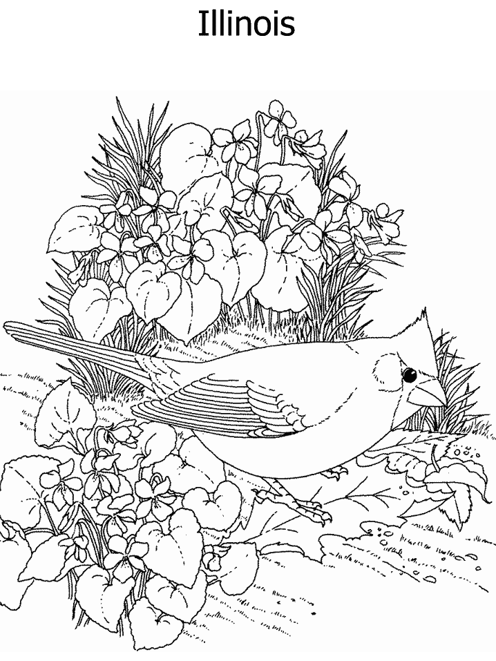 illinois coloring pages - photo #25