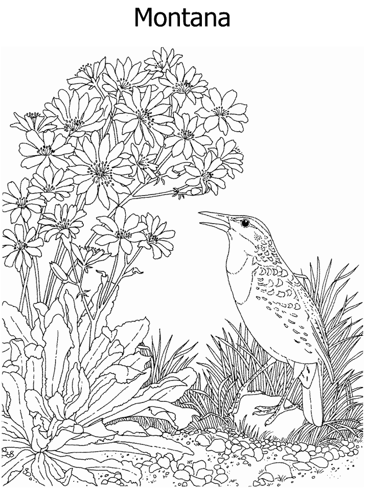 Idaho State Bird Coloring Page Coloring Pages