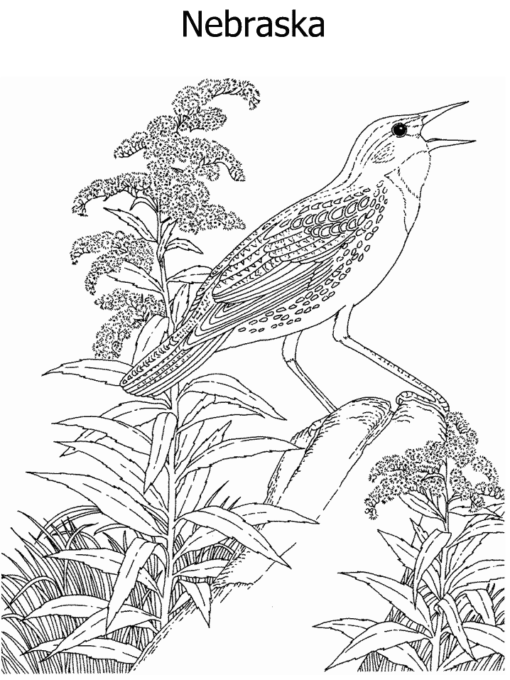 nebraska coloring pages - photo #31