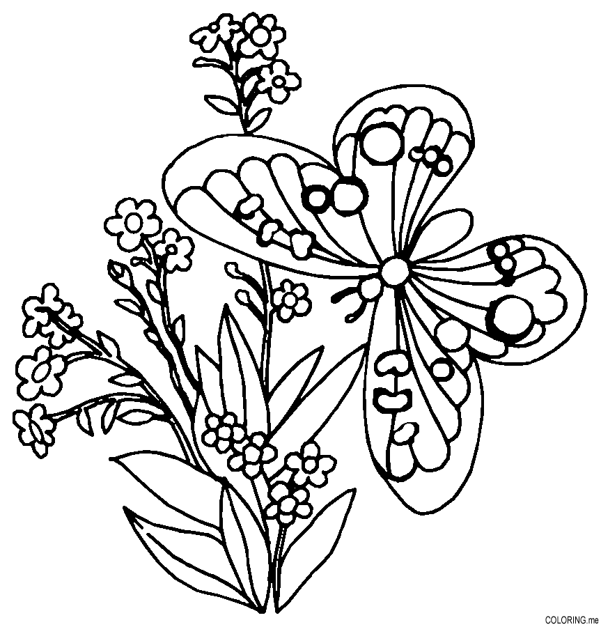 Coloring page : Butterfly and flower - Coloring.me