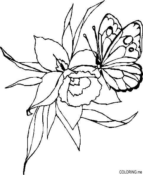 Coloring page : Butterfly and flower coloring pages. Coloring page : Butterfly and