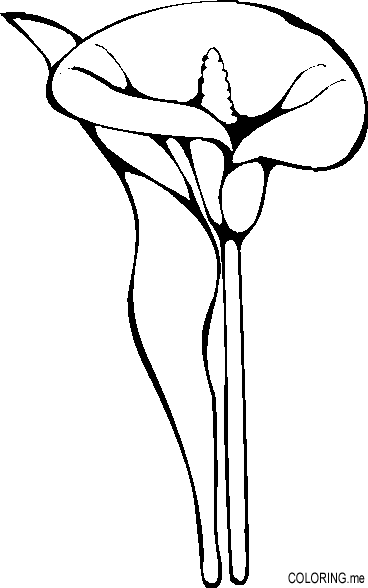 calla lillies coloring pages - photo #20