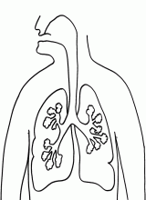 Lungs