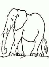 Elephant