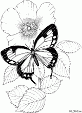 Butterfly and flower