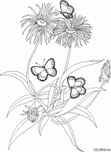 Butterfly on dandelion