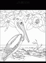 Bird : Louisiana