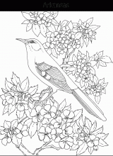 Bird : Arkansas
