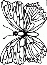 Butterfly 3