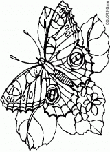 Butterfly 5