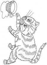 Chat lait
