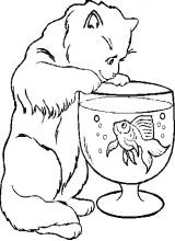Chat poisson