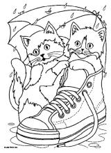 Chats chaussure