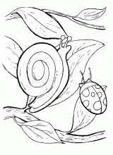 Escargot