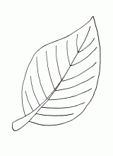 Leaf