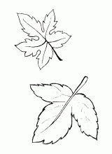 Leaf