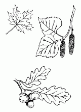 Leaf