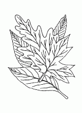 Leaf