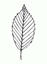 Leaf