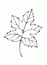 Leaf