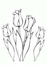 Fleur tulipe