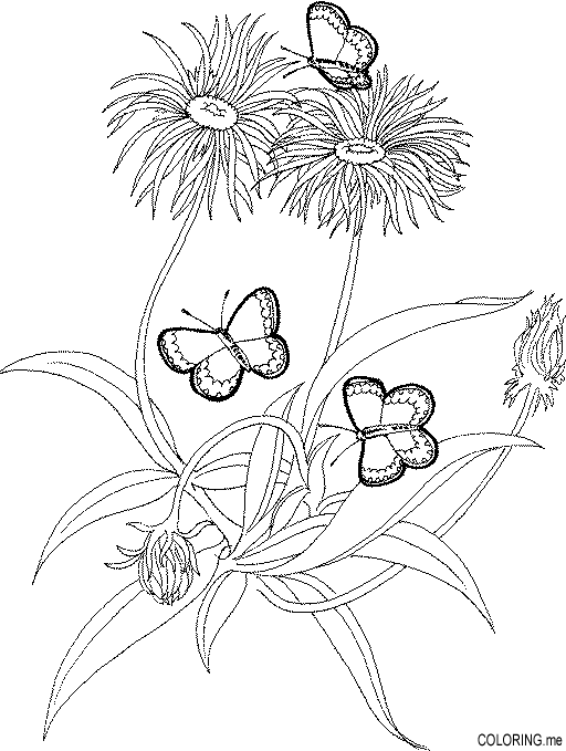 Dandelion Color 2
