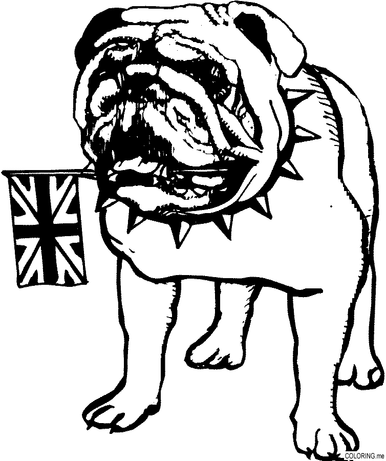 Coloring page : British bulldog - Coloring.me