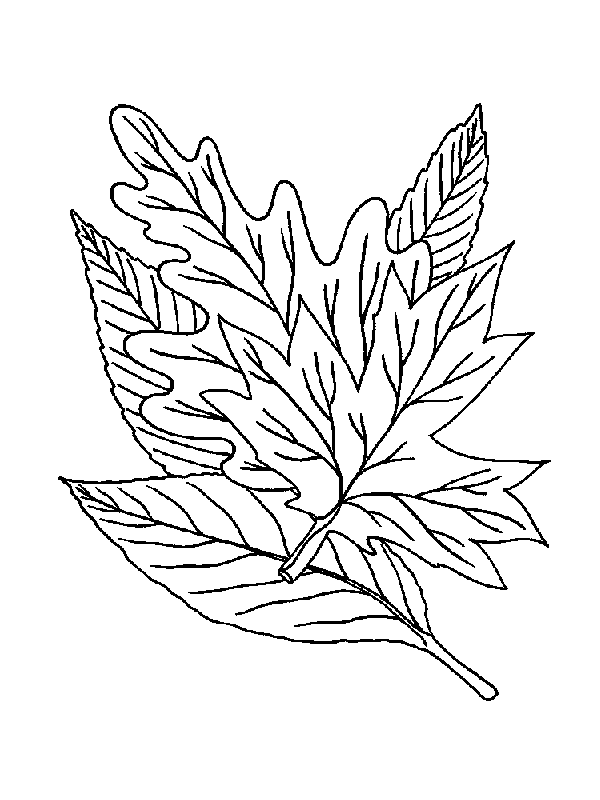 Coloring page : Leaf - Coloring.me