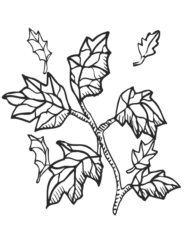 Coloring page : Leaf - Coloring.me